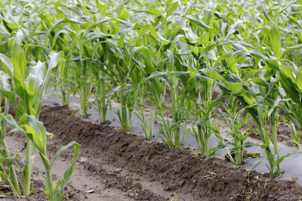 生分解性マルチの保管方法 | 導入時の留意事項 | 生分解性マルチ専門サイト